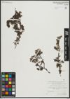 Foto von Salix serpyllifolia Scop.